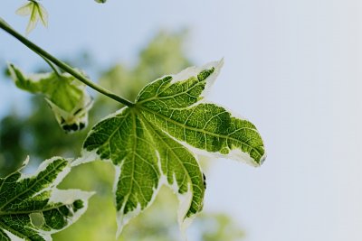 Liquidambar stiracifula 'Silver King' - ambroň západní - jarní list s žilnatinou - rub